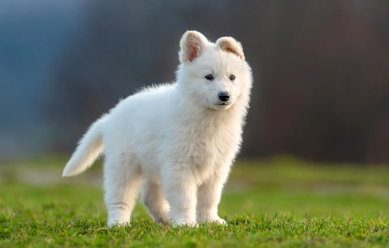 Photo wallpaper dog, puppy, the white Swiss shepherd dog