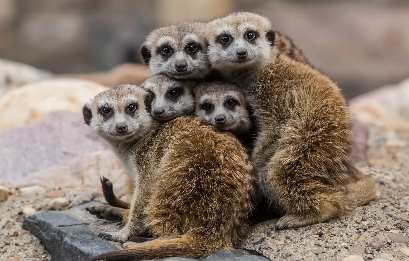 Photo wallpaper nature, background, meerkats