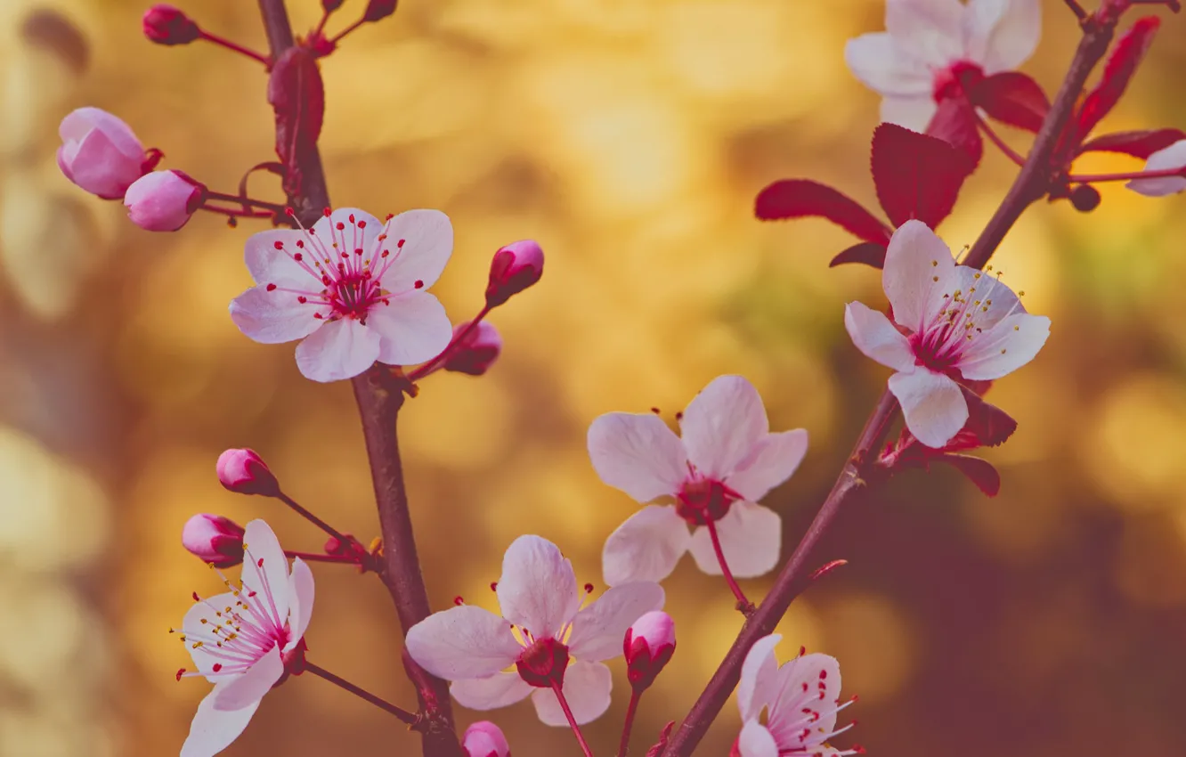 Photo wallpaper flowers, background, spring