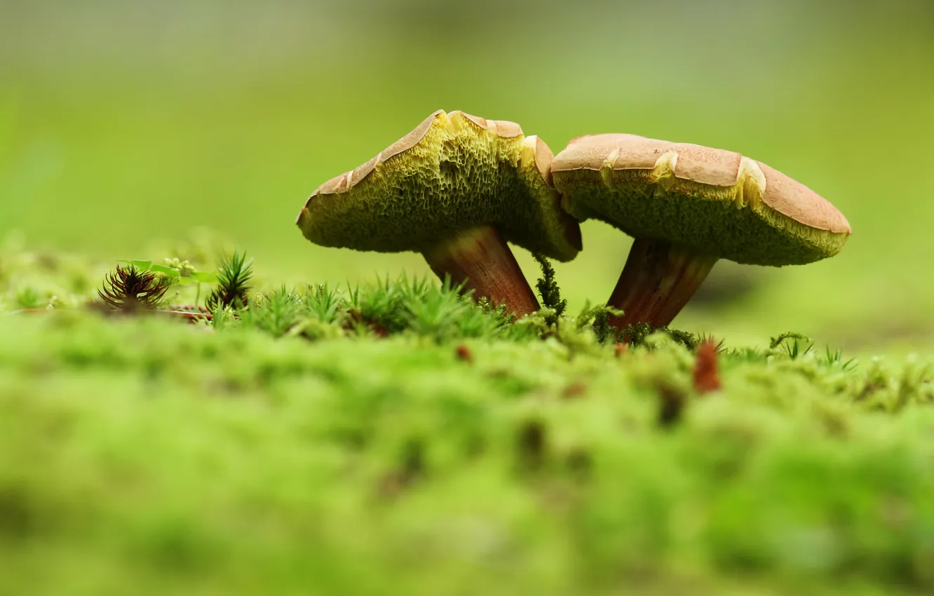Photo wallpaper macro, mushrooms, moss, bokeh