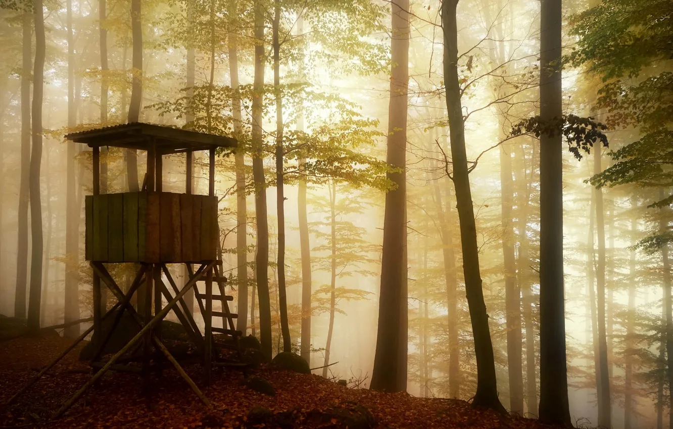 Photo wallpaper forest, fog, tower