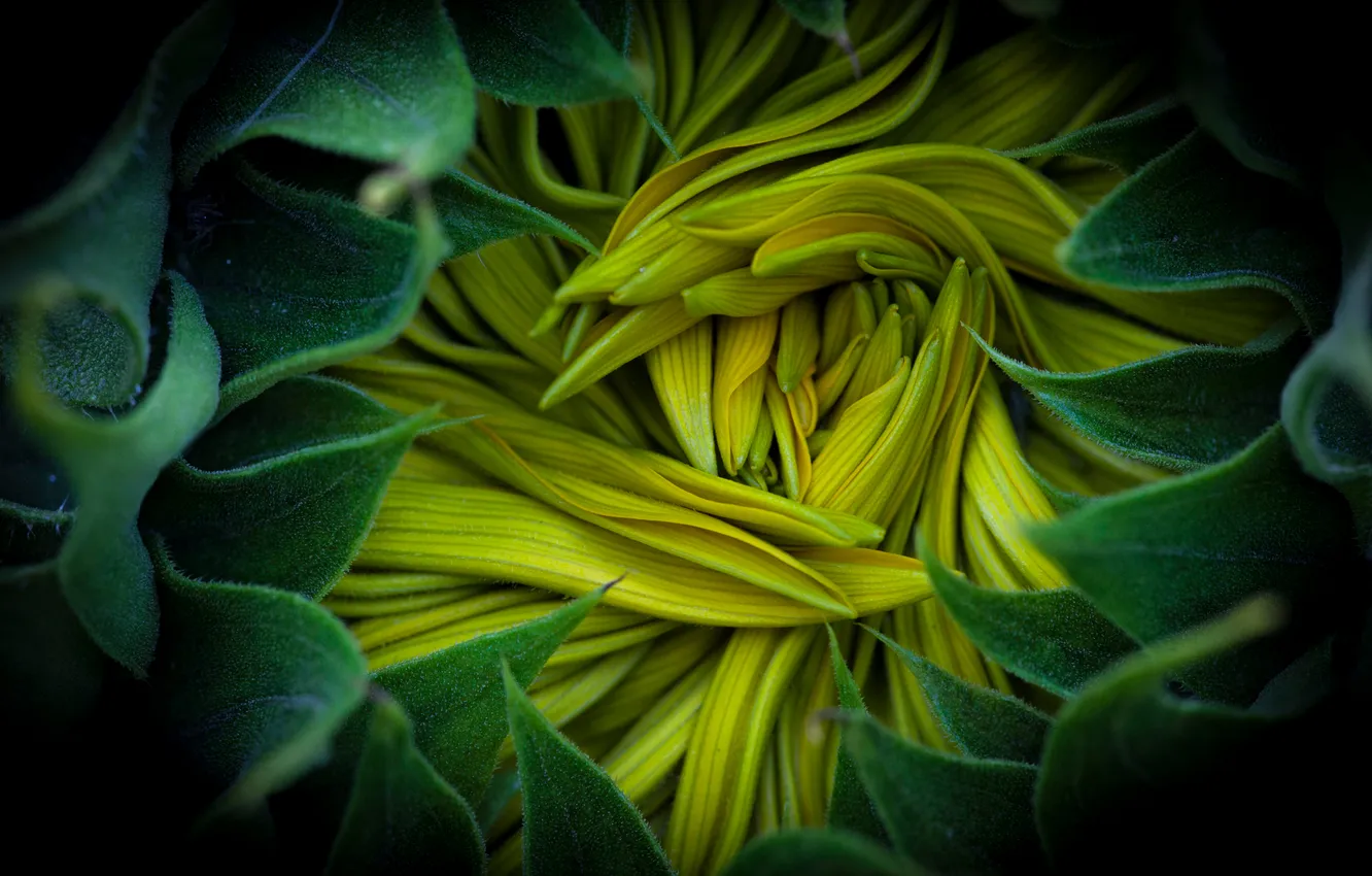 Photo wallpaper macro, sunflowers, flowers, middle