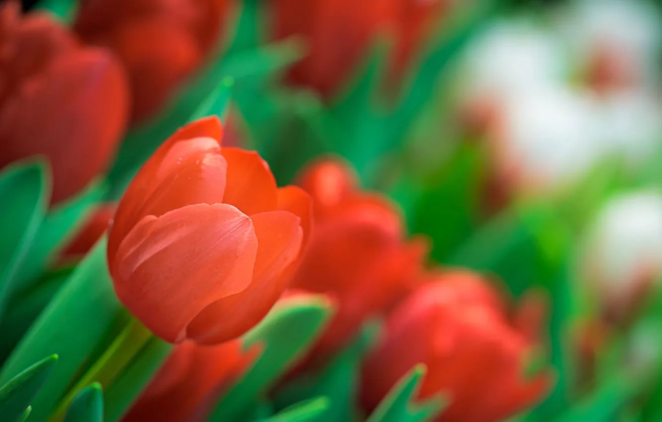 Photo wallpaper red, spring, tulips, a lot