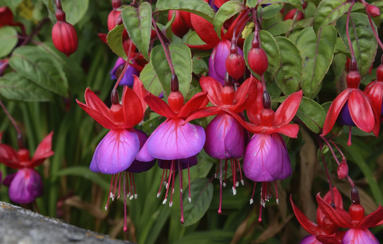 Photo wallpaper macro, petals, fuchsia