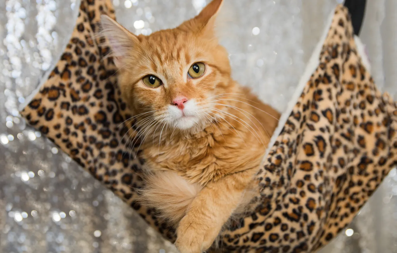 Photo wallpaper eyes, cat, background, red