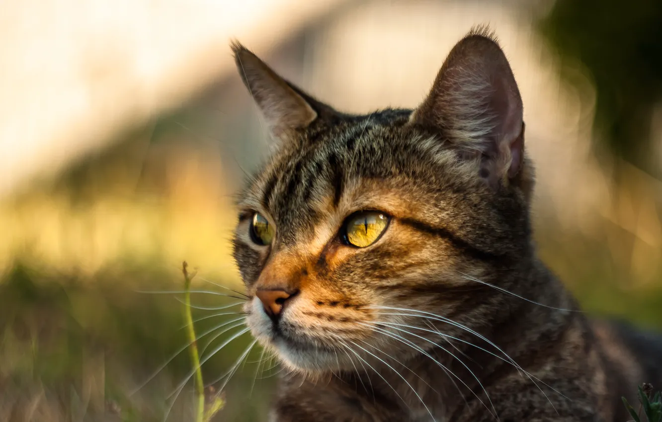 Photo wallpaper cat, cat, portrait