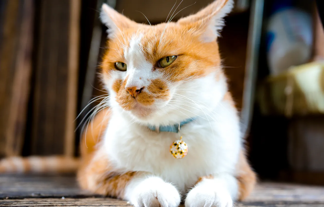 Photo wallpaper cat, mustache, look, cute