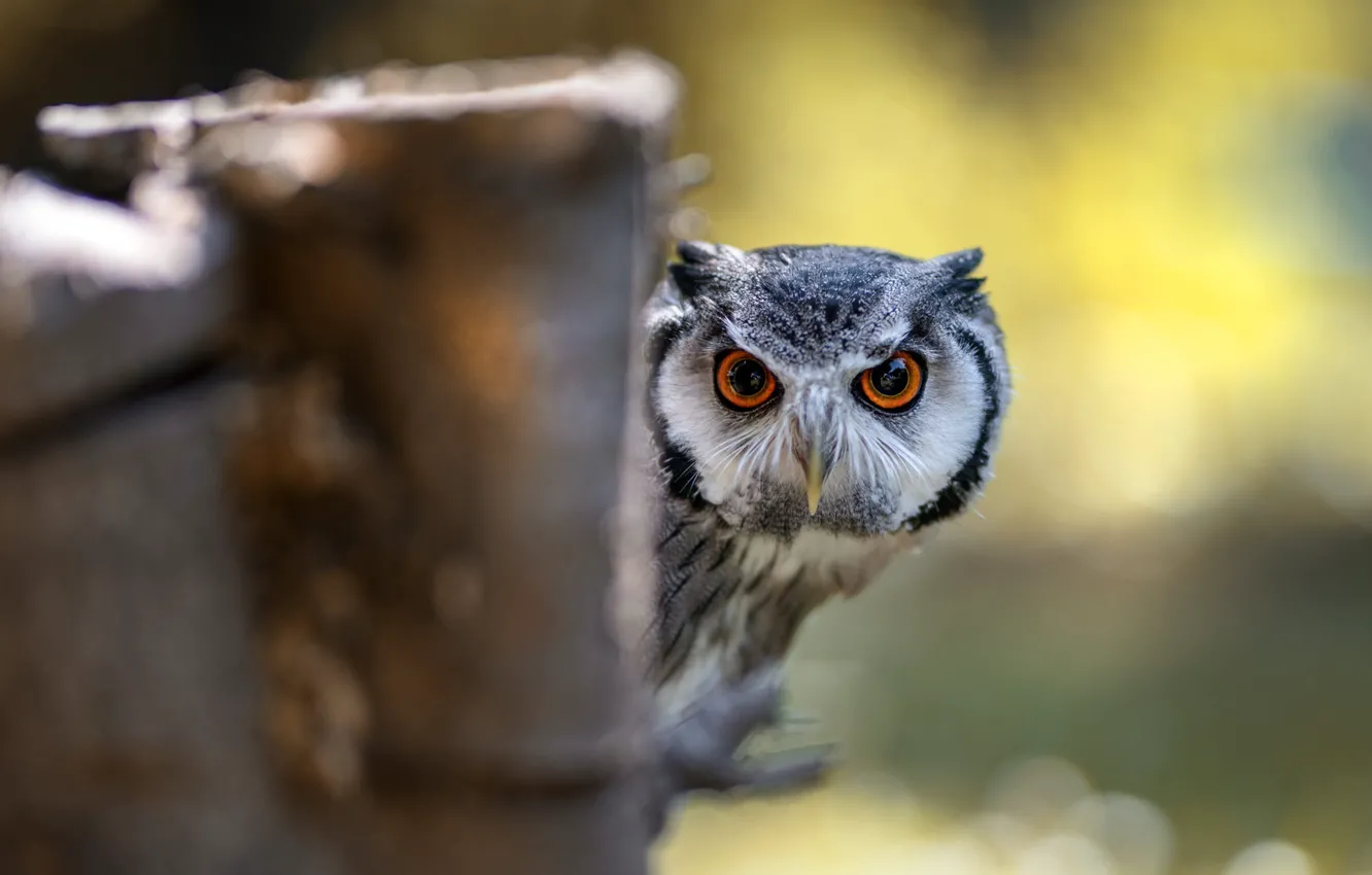 Photo wallpaper eyes, look, yellow, nature, background, owl, bird, the fence