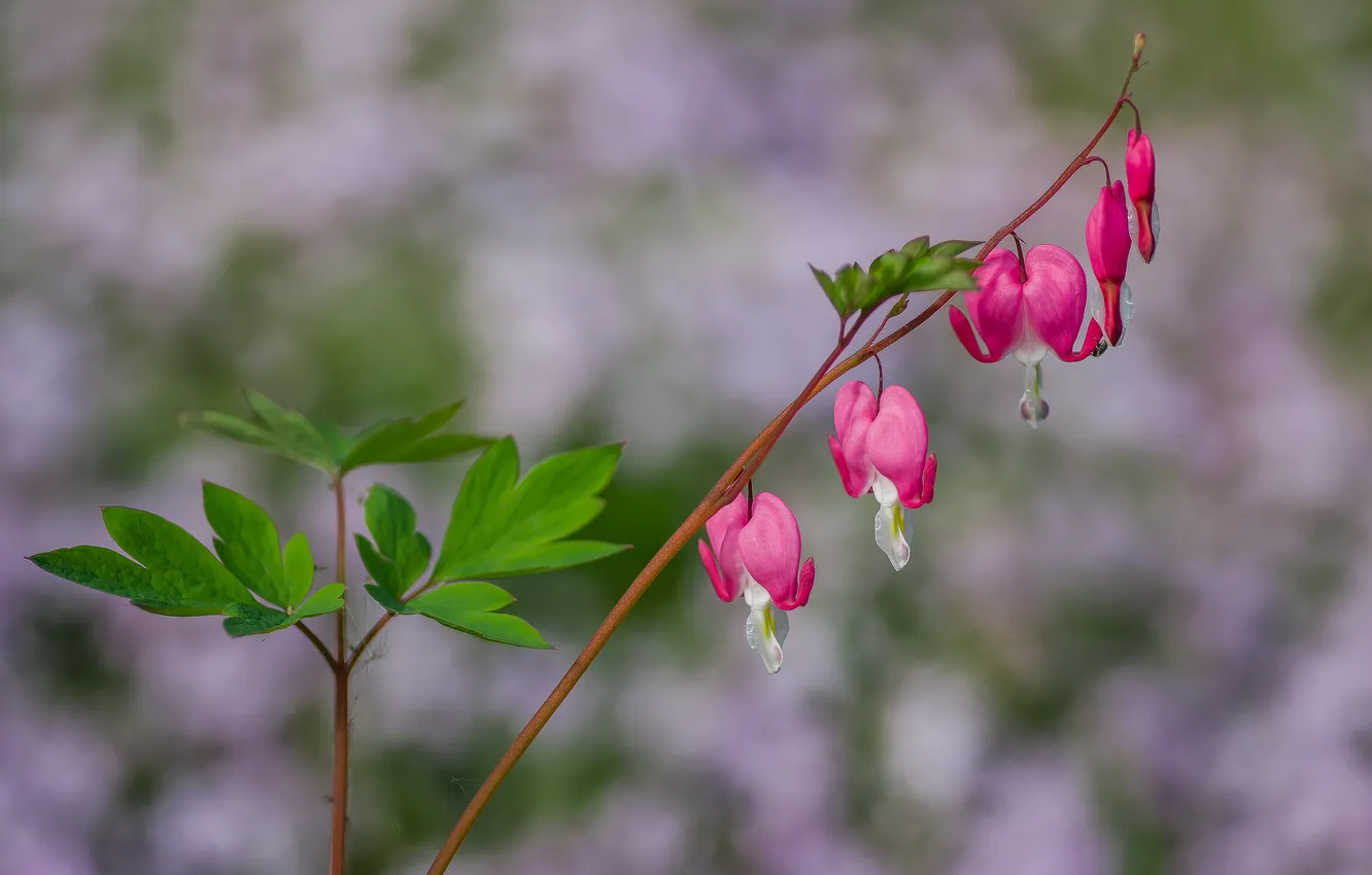 Photo wallpaper summer, flowers, nature, broken heart