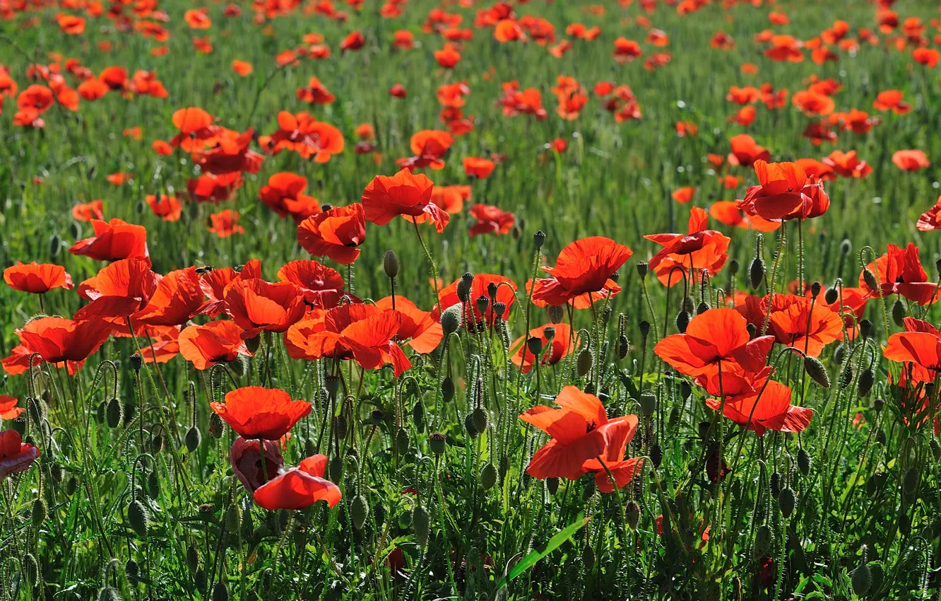 Photo wallpaper summer, flowers, red, Maki, a lot, poppy field