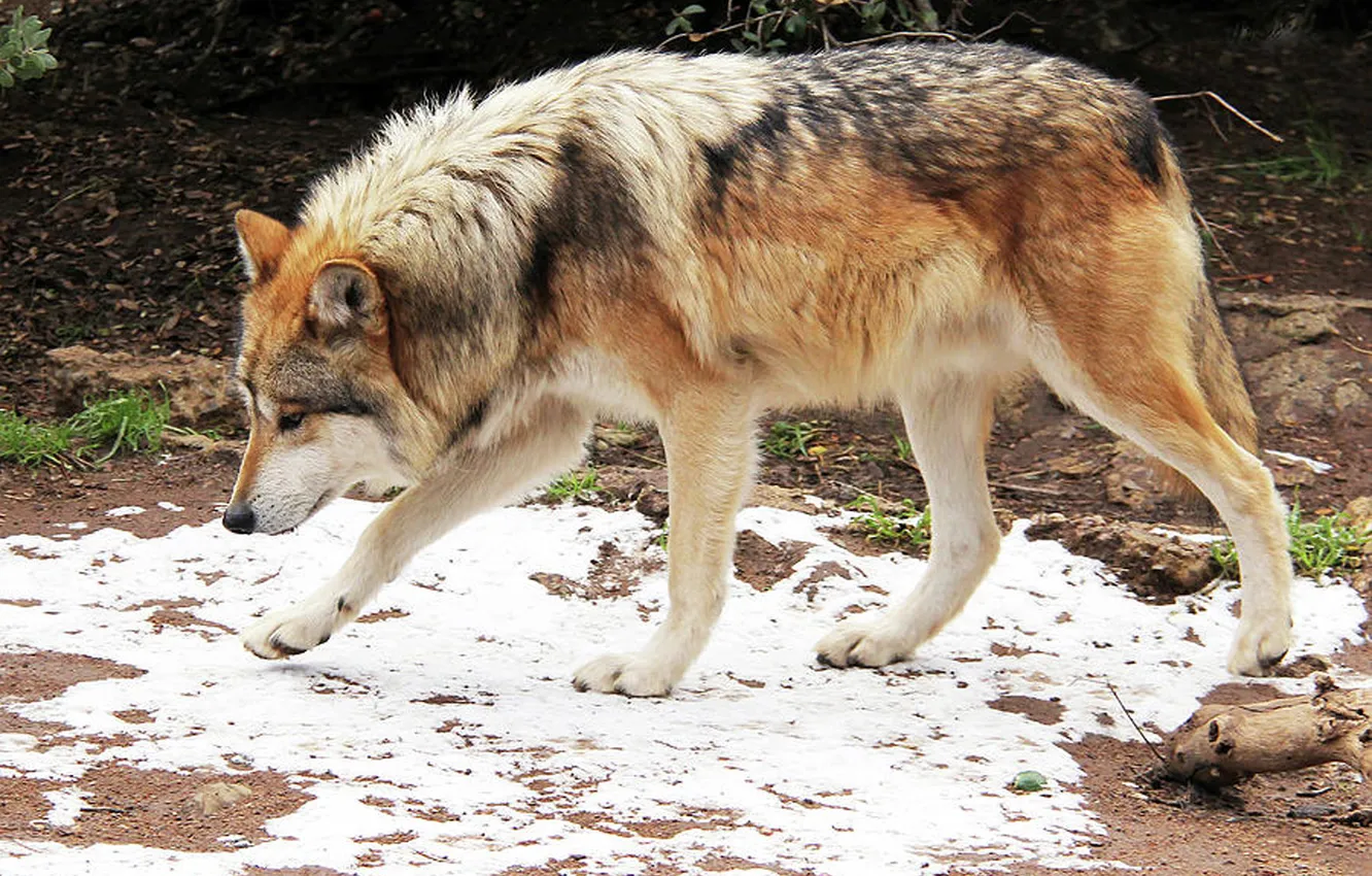 Photo wallpaper fantasy, nature, art, snow, predator, face, animal, wolf