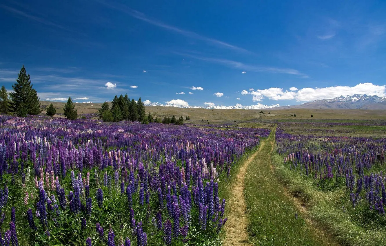 Photo wallpaper road, field, flowers, meadow, lupins