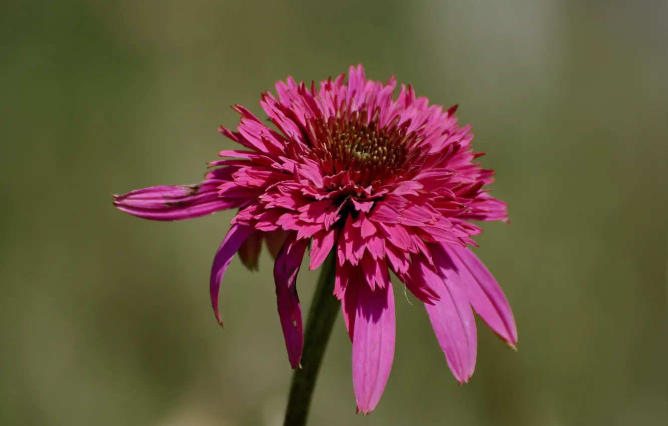 Photo wallpaper macro, nature, background, Echinacea