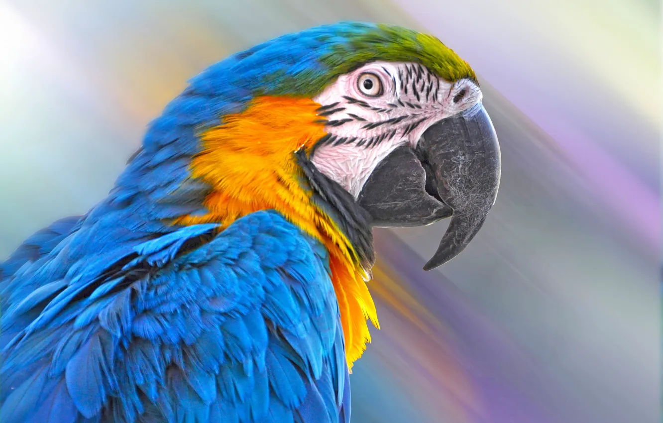 Photo wallpaper bird, feathers, beak, parrot, blue-and-yellow macaw
