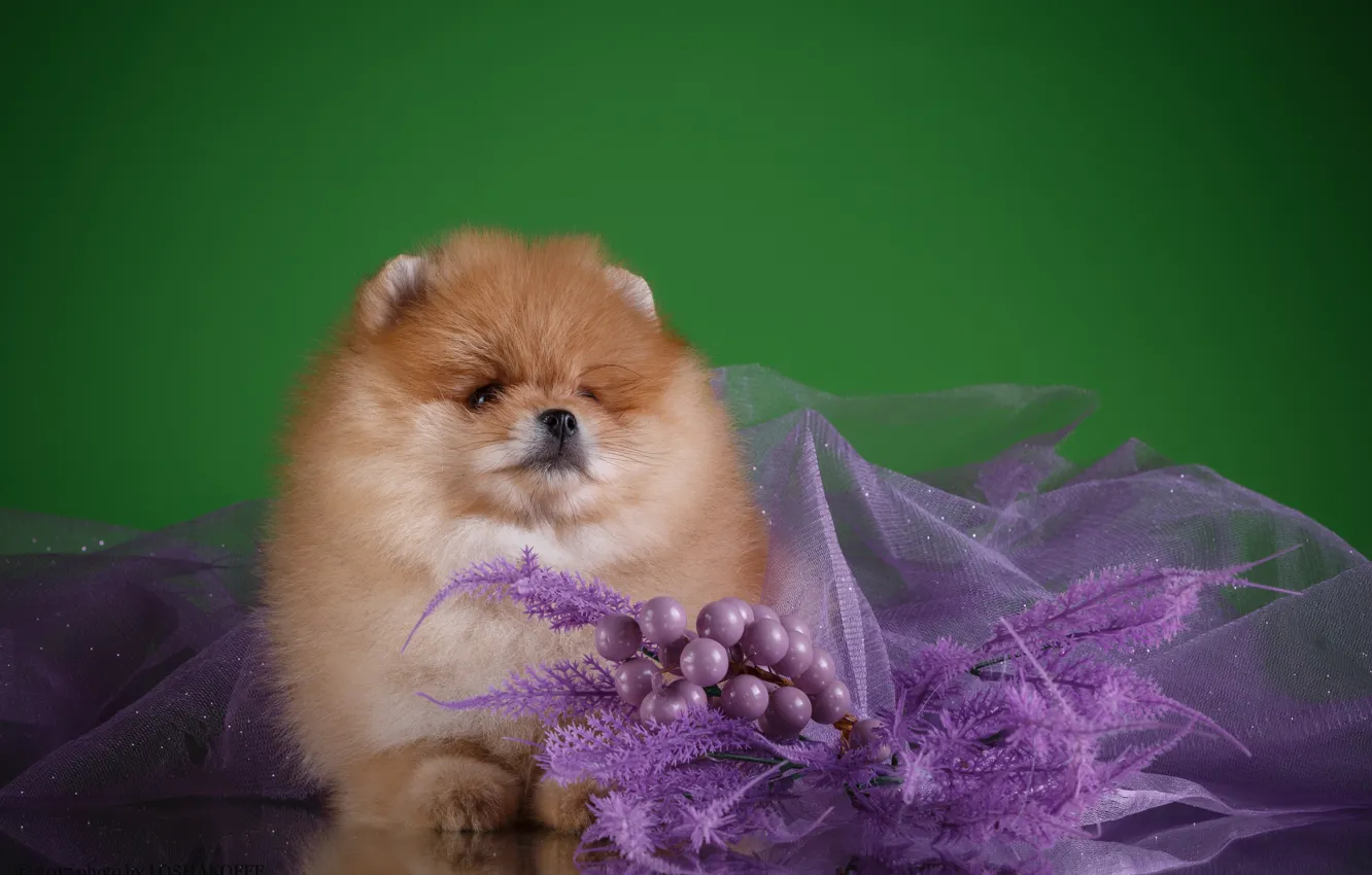 Photo wallpaper flowers, background, baby, puppy, fabric, bokeh