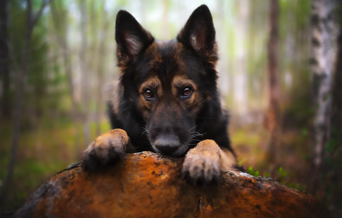 Photo wallpaper look, each, dog