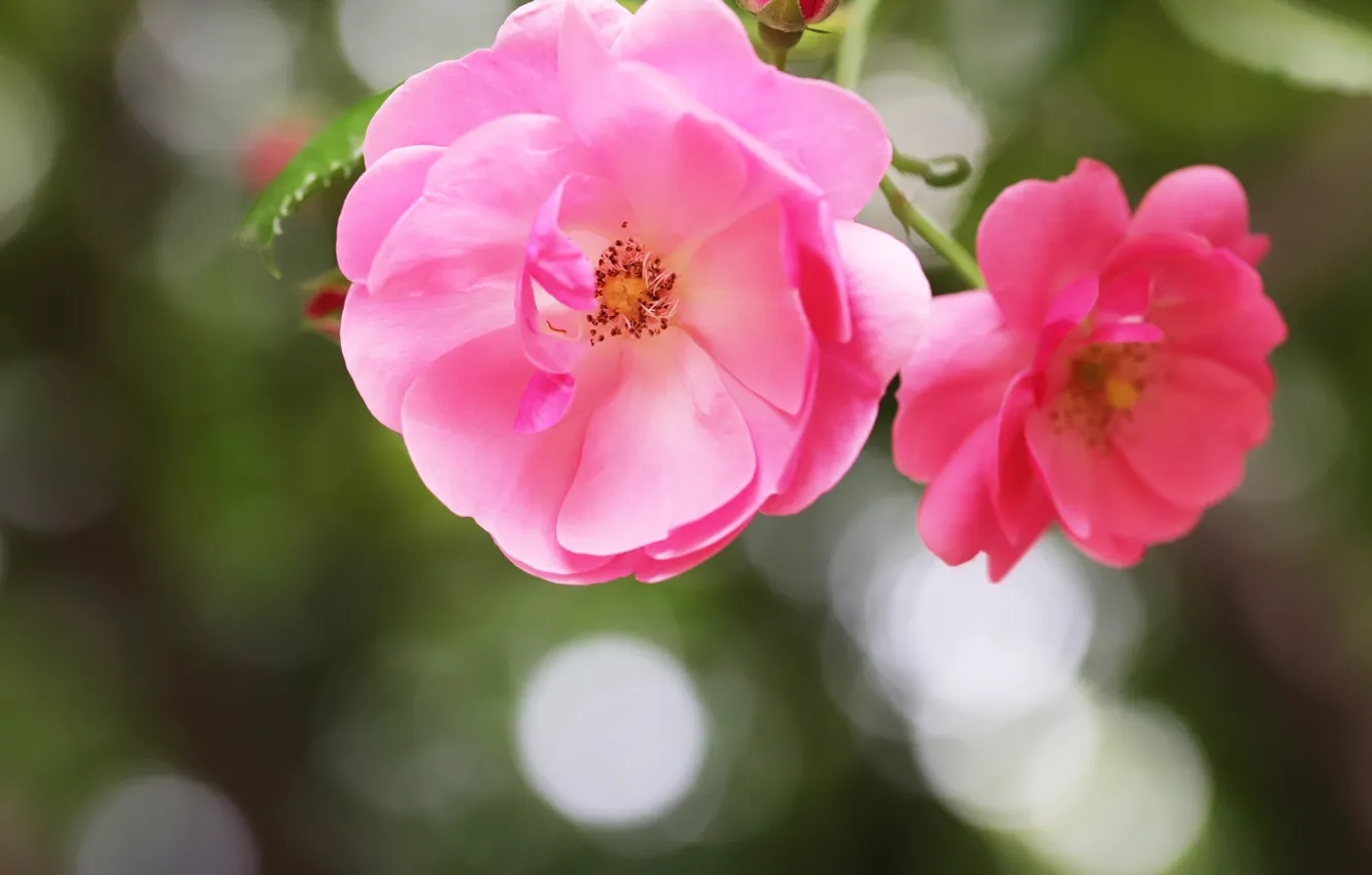 Photo wallpaper flowers, close-up, background, roses, pink, Duo, bokeh