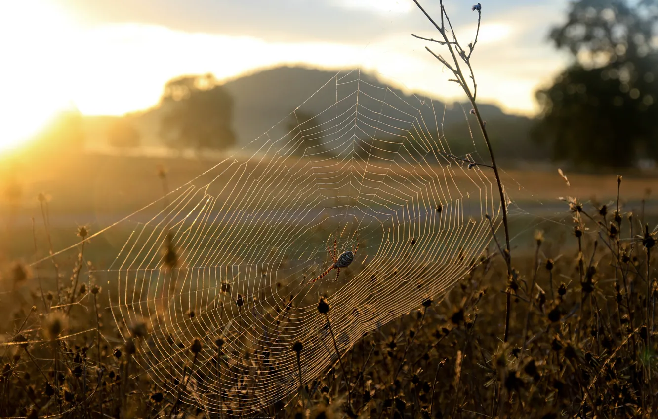 Photo wallpaper grass, the sun, nature, dawn, plants, web, spider, morning