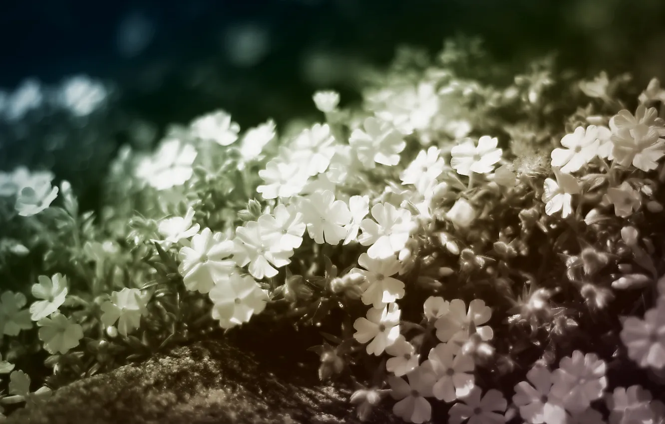 Photo wallpaper flowers, petals, bokeh