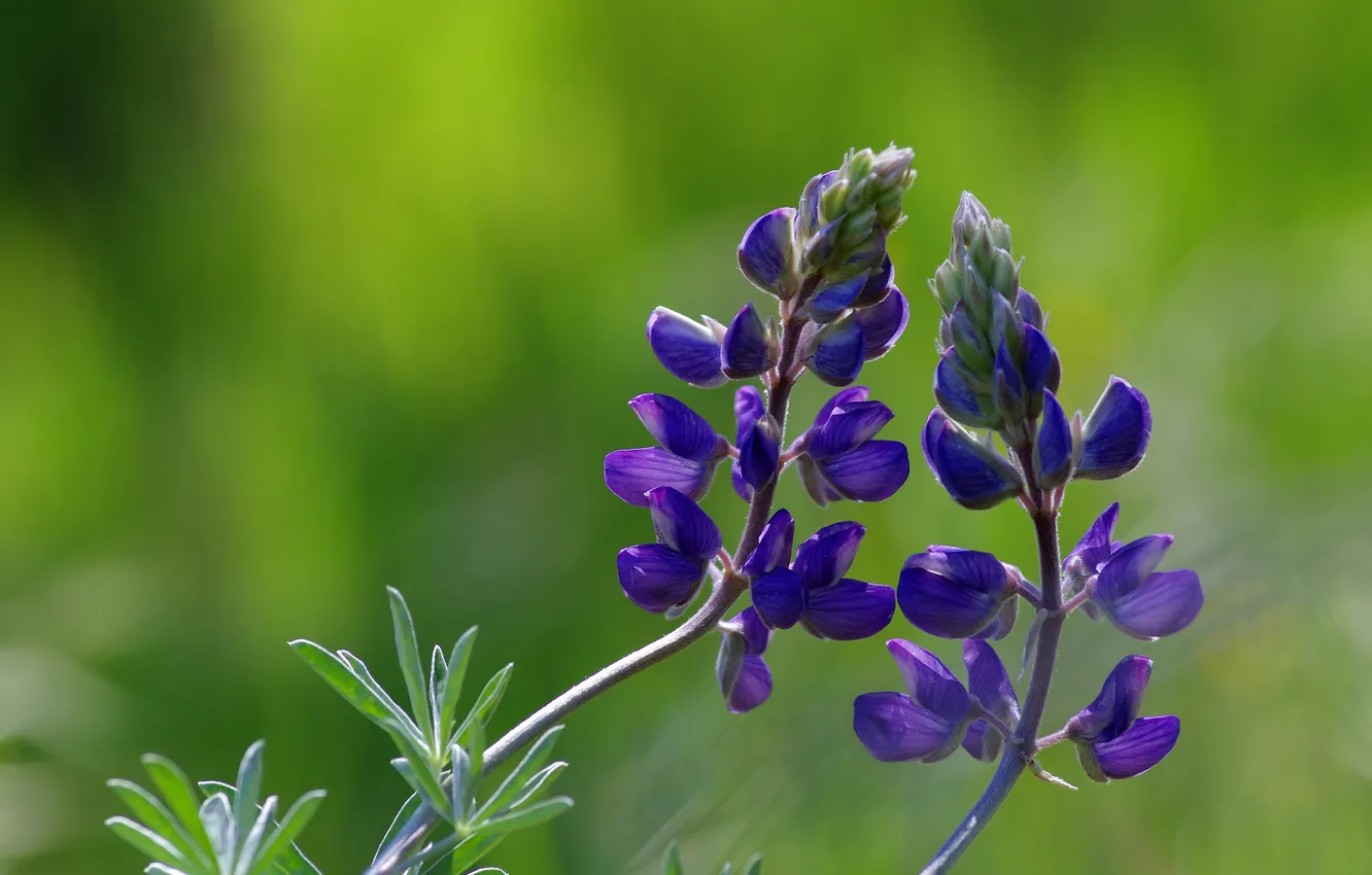 Photo wallpaper macro, flowers, blue, radenie
