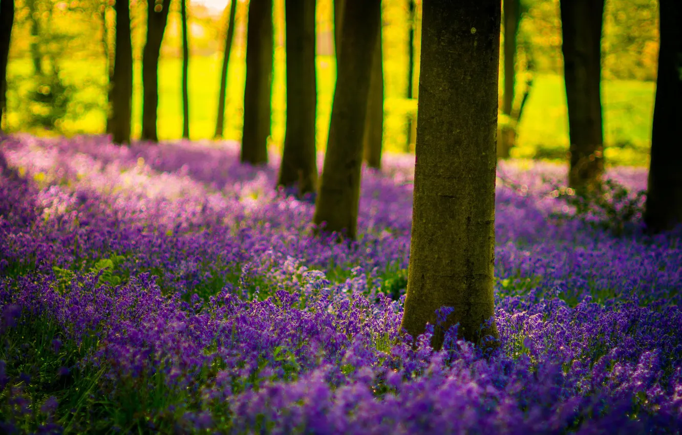 Photo wallpaper forest, the sun, light, trees, flowers, nature, bells, lilac