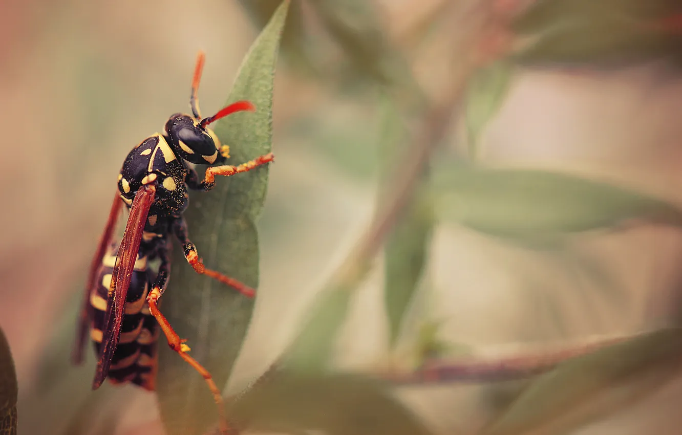 Photo wallpaper greens, leaves, insect