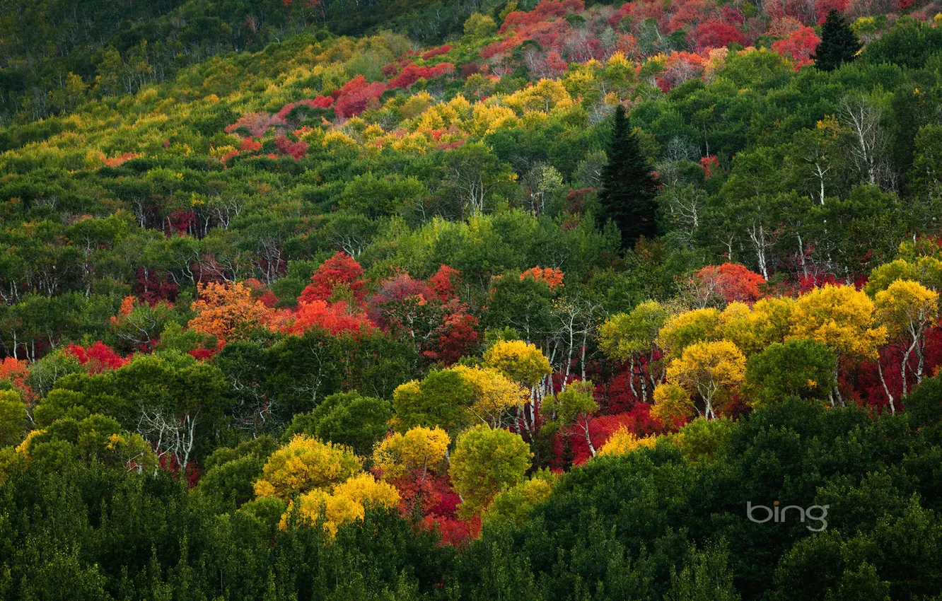 Photo wallpaper autumn, forest, landscape, Wallpaper, foliage, slope, the crimson