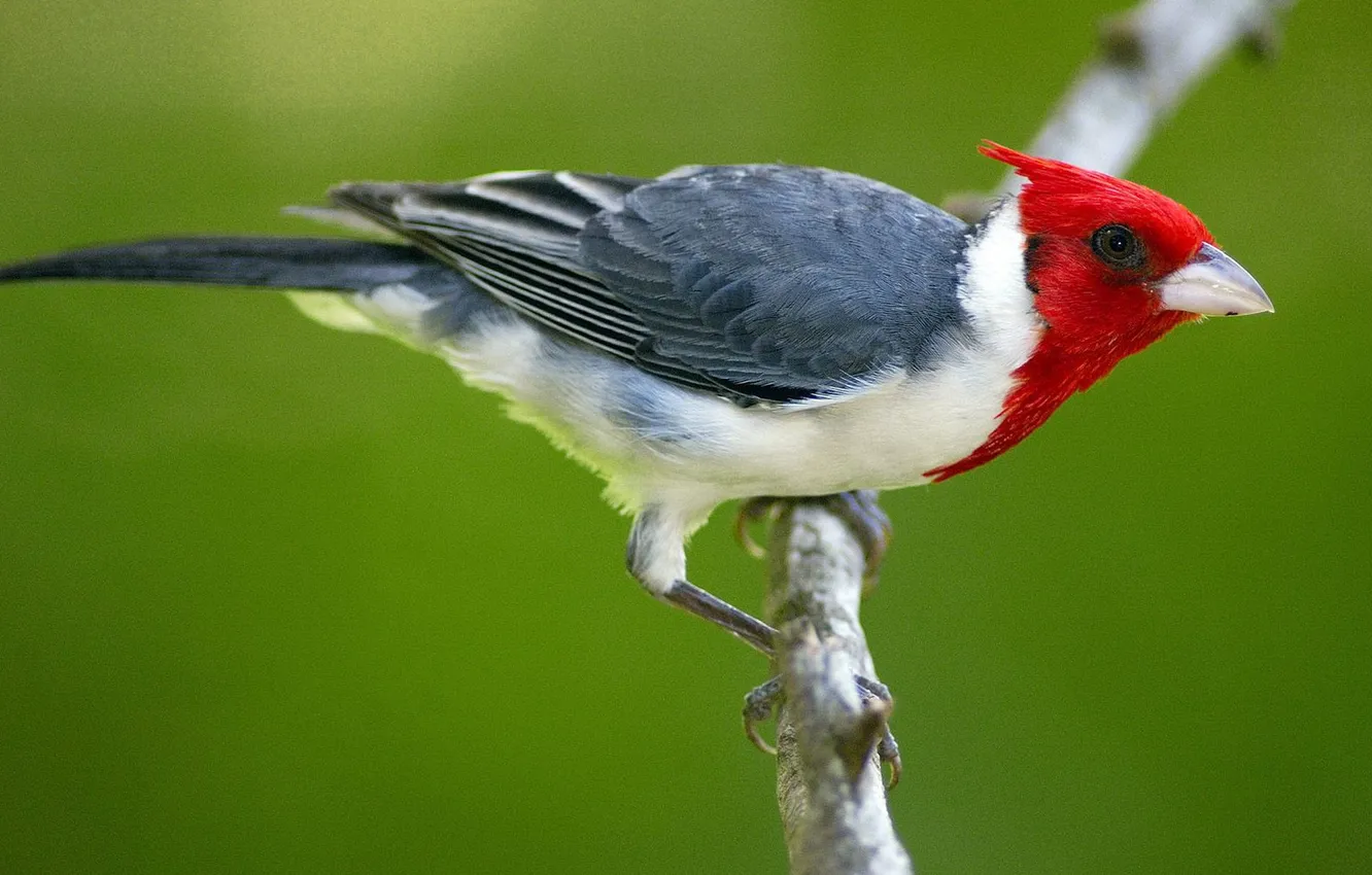 Photo wallpaper branches, nature, bird, beak