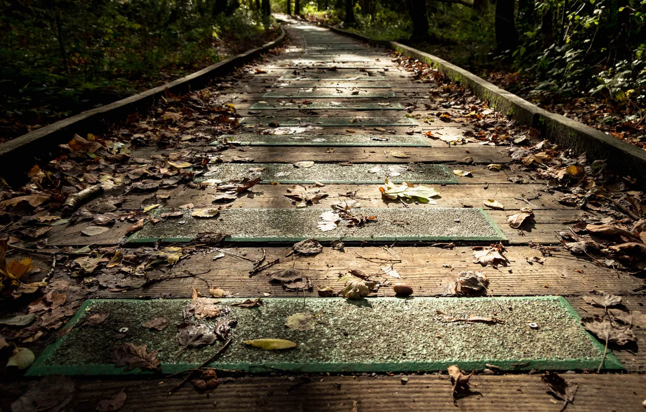 Photo wallpaper road, autumn, leaves