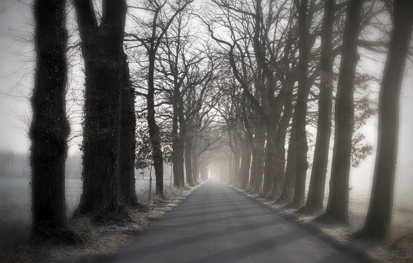 Photo wallpaper road, trees, fog