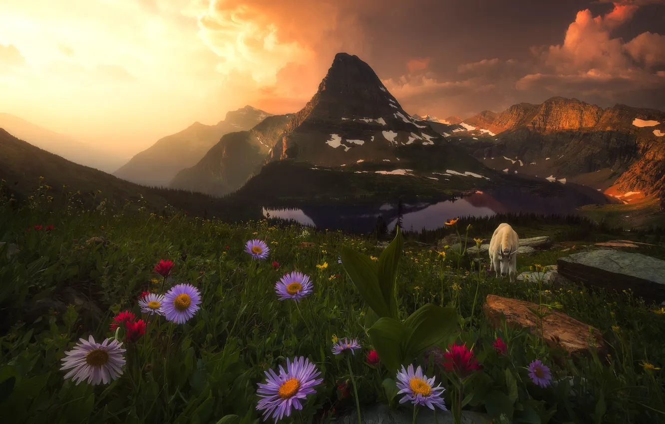 Photo wallpaper the sky, clouds, landscape, sunset, flowers, mountains, goat, slope