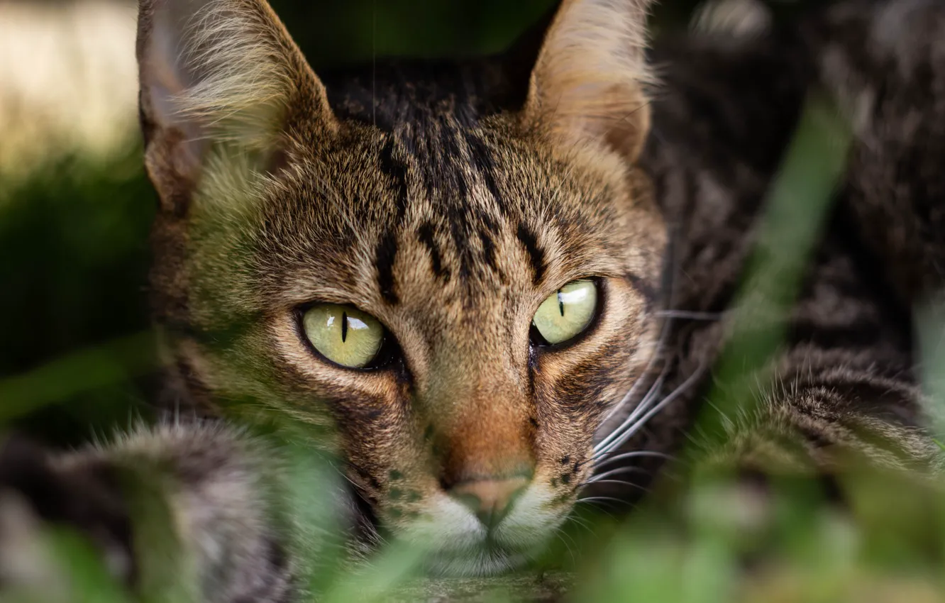 Photo wallpaper cat, grass, cat, look, face, portrait, lies, green eyes
