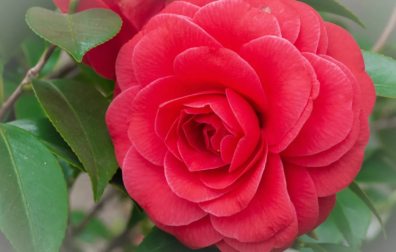 Photo wallpaper close-up, chic, red Camellia