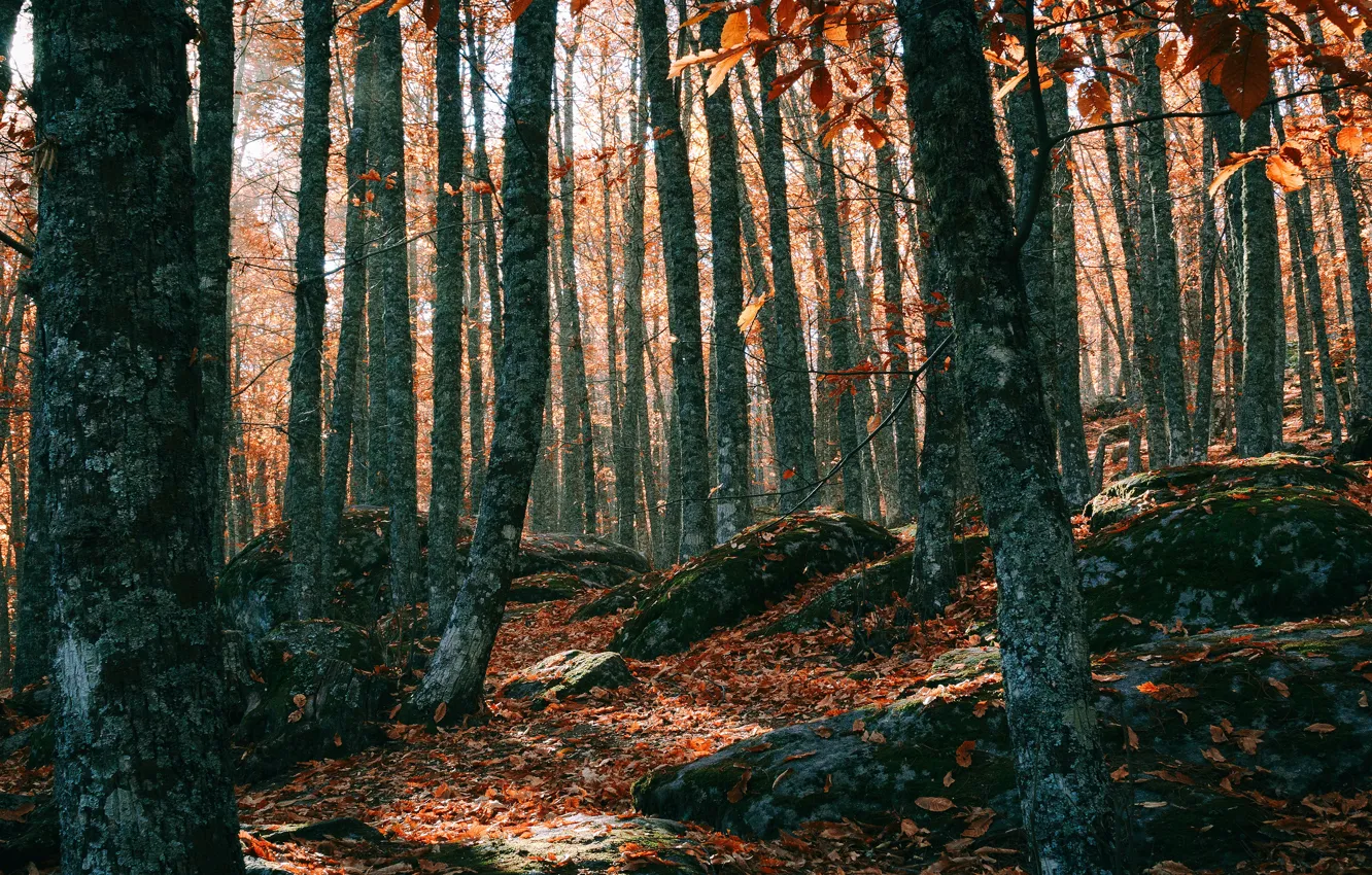 Photo wallpaper autumn, forest, leaves, light, trees, branches, stones, trunk