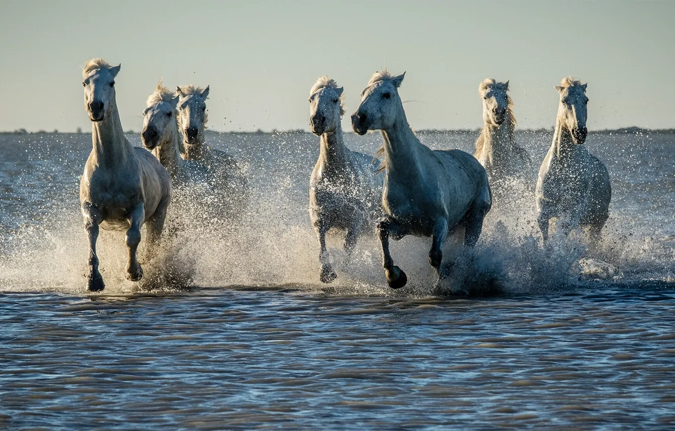 Photo wallpaper water, squirt, horse, horse