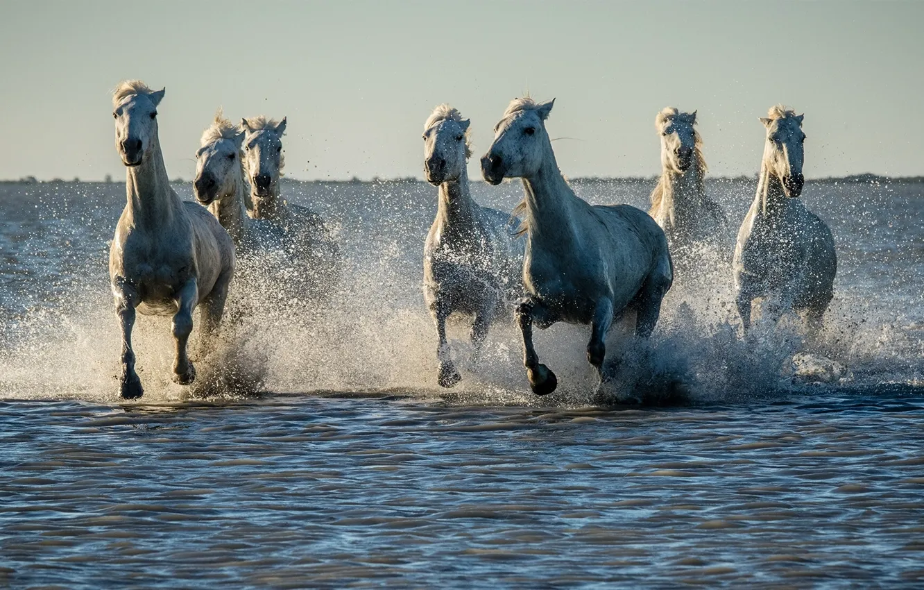 Photo wallpaper water, squirt, horses, horse