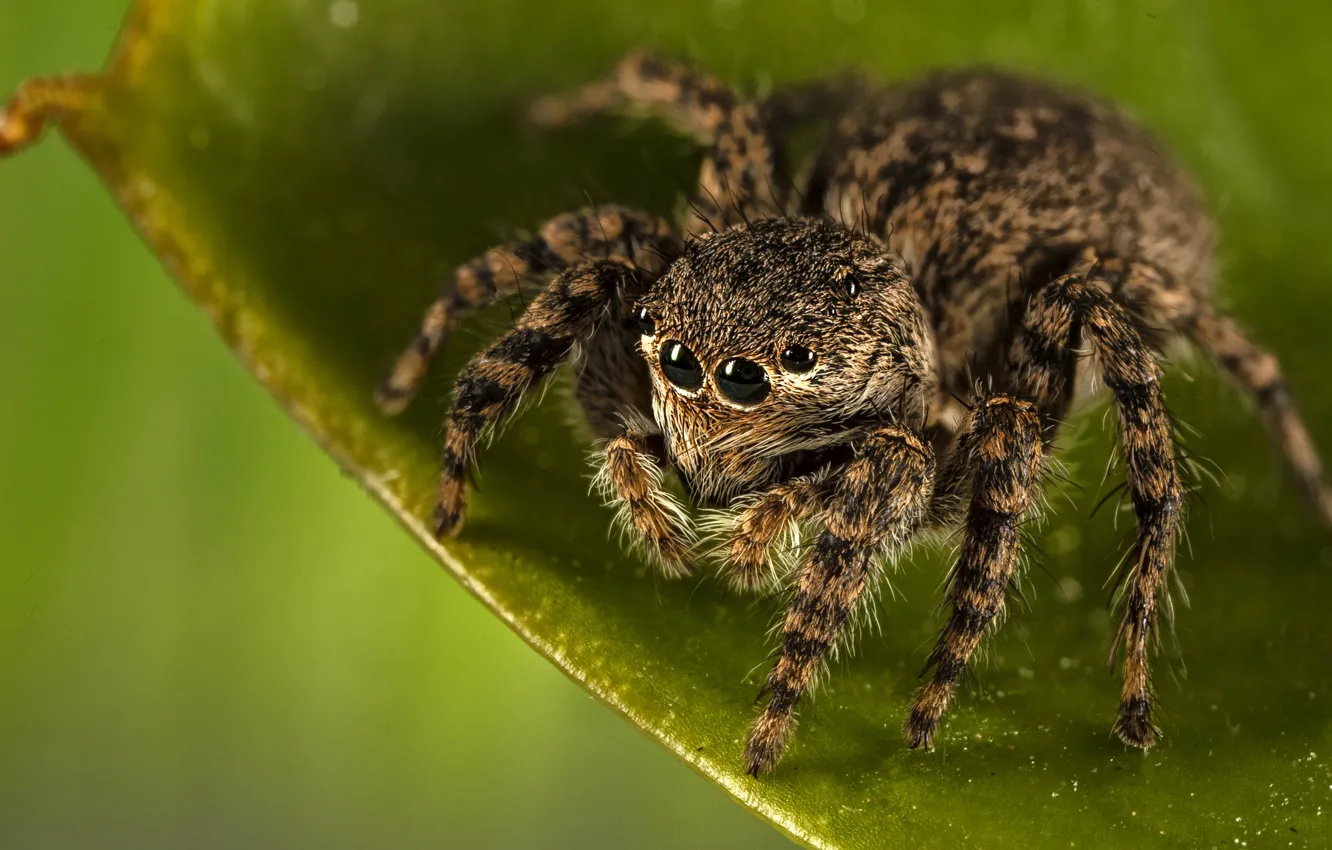 Photo wallpaper macro, leaf, spider, jumper, jumping spider, the Hoppy