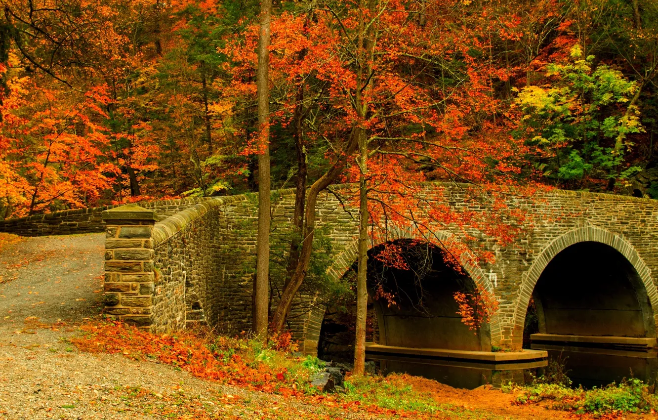 Photo wallpaper road, autumn, forest, leaves, trees, bridge, nature, Park