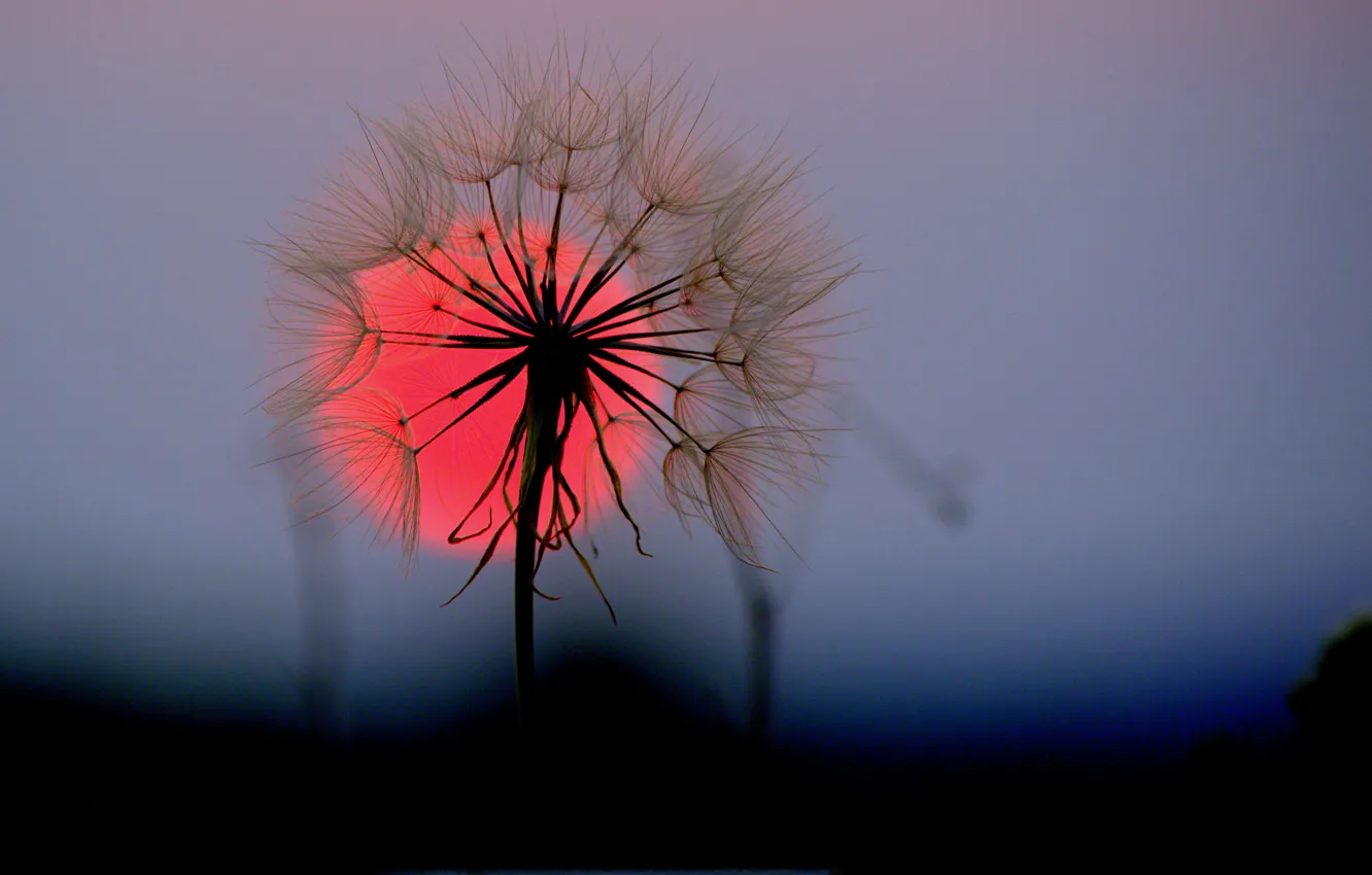 Photo wallpaper the sky, the sun, macro, sunset, flowers, dandelion, blade of grass