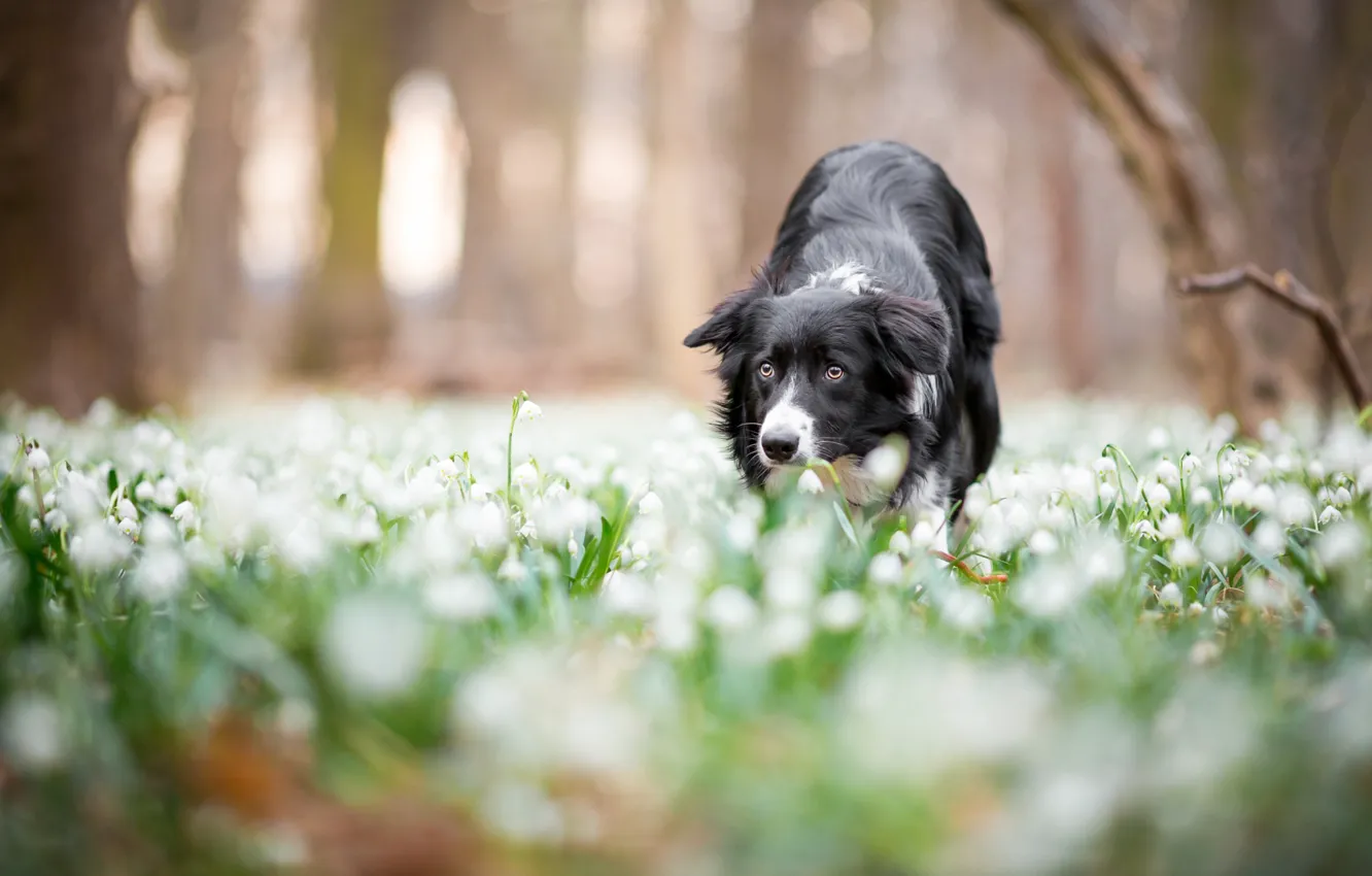 Photo wallpaper forest, look, face, flowers, Park, background, glade, dog
