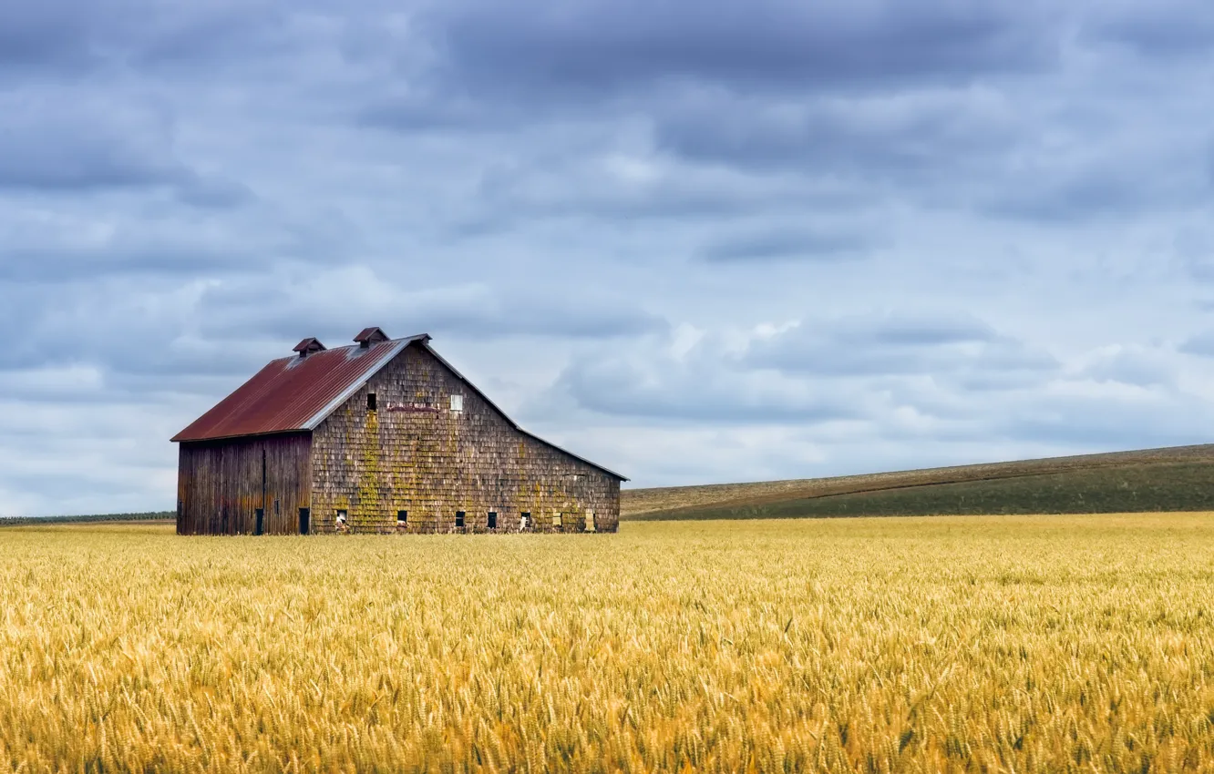 Photo wallpaper field, summer, the barn, ears