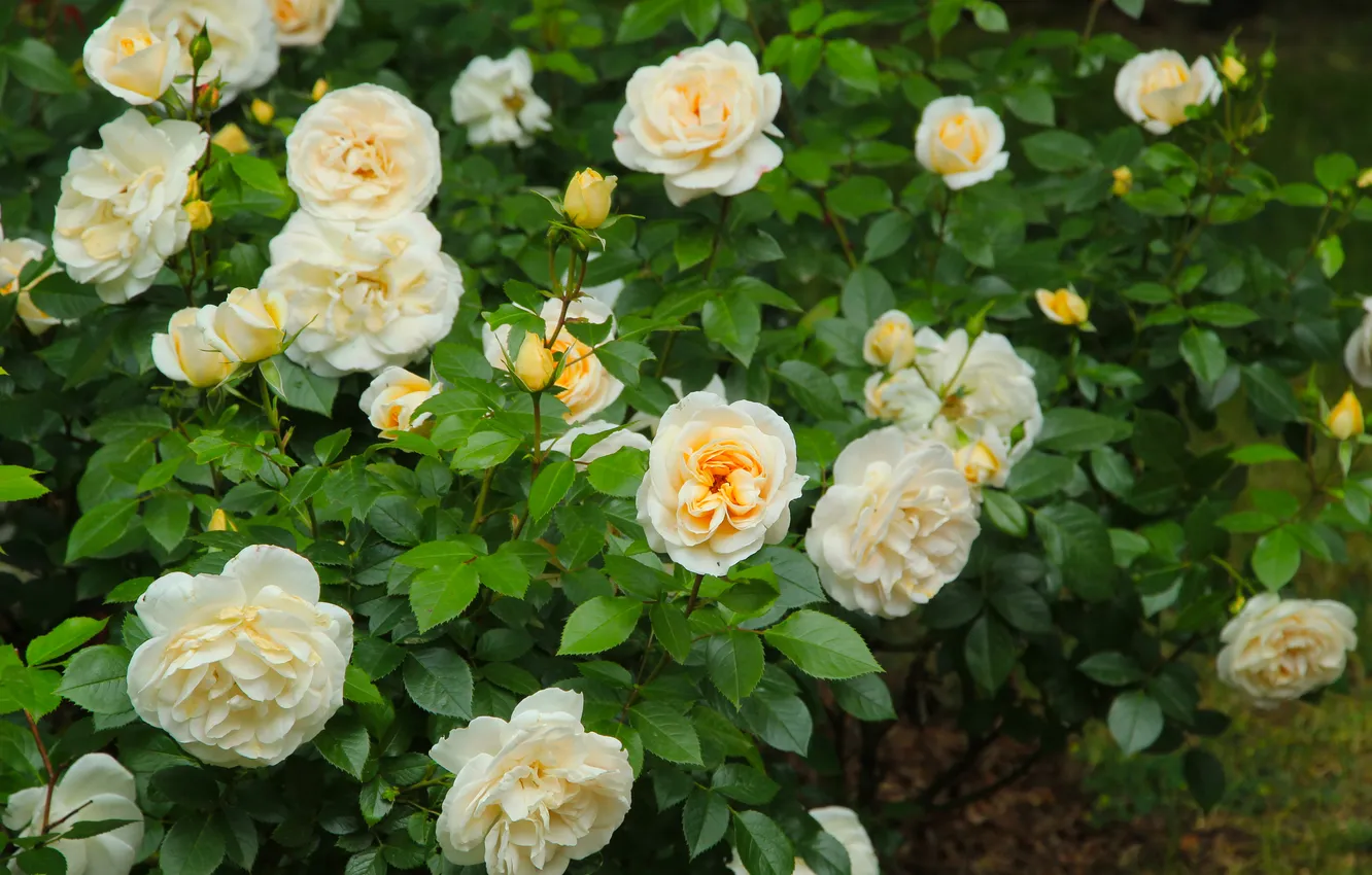Photo wallpaper flower, roses, blooming