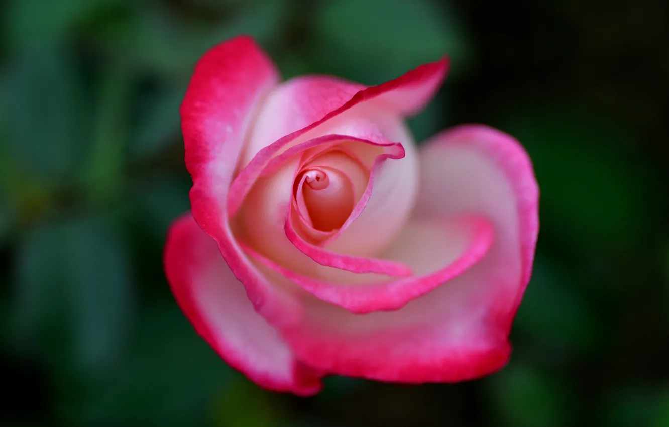 Photo wallpaper macro, background, roses, buds