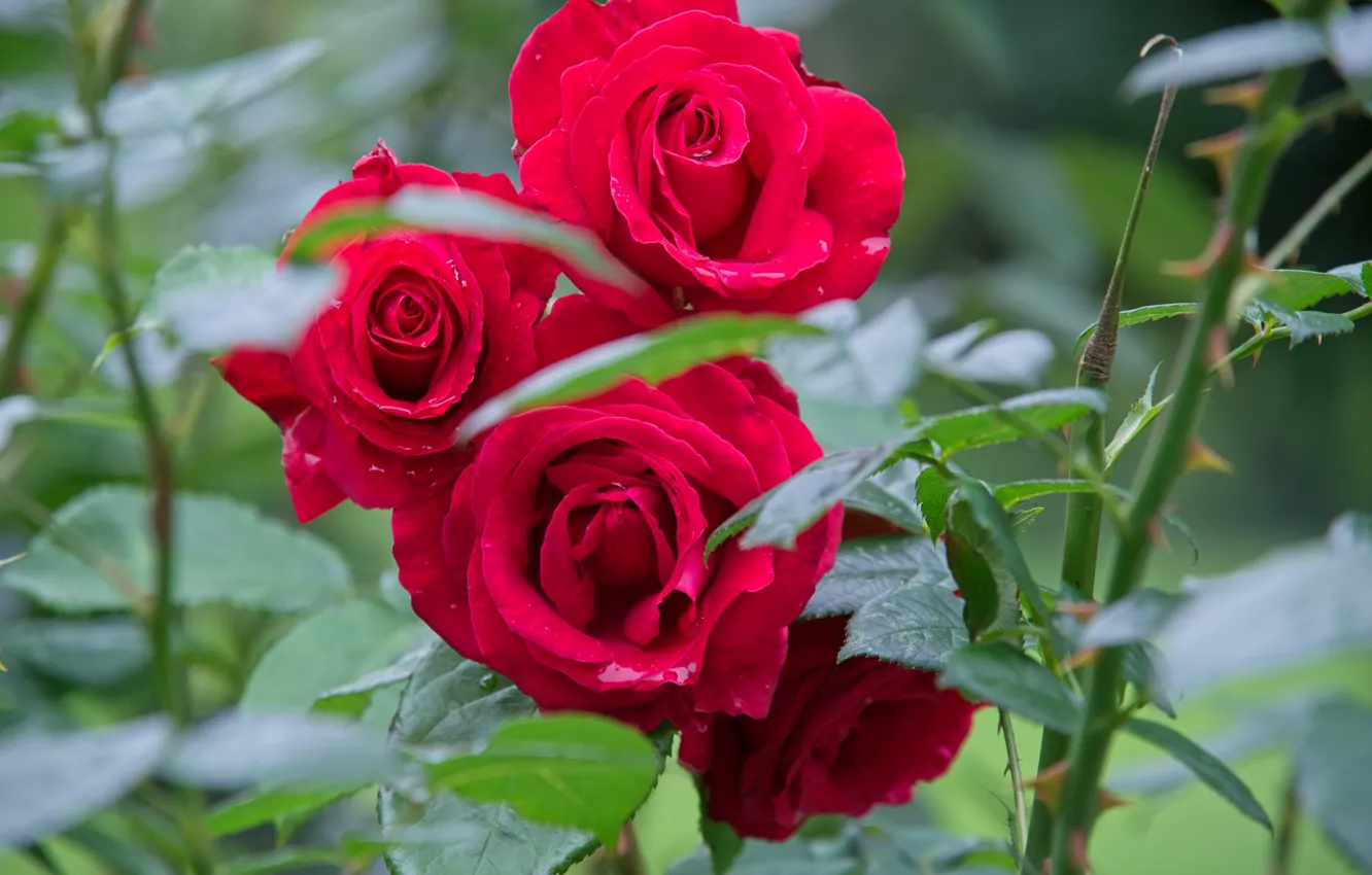 Photo wallpaper red, roses, rose Bush, hot pink