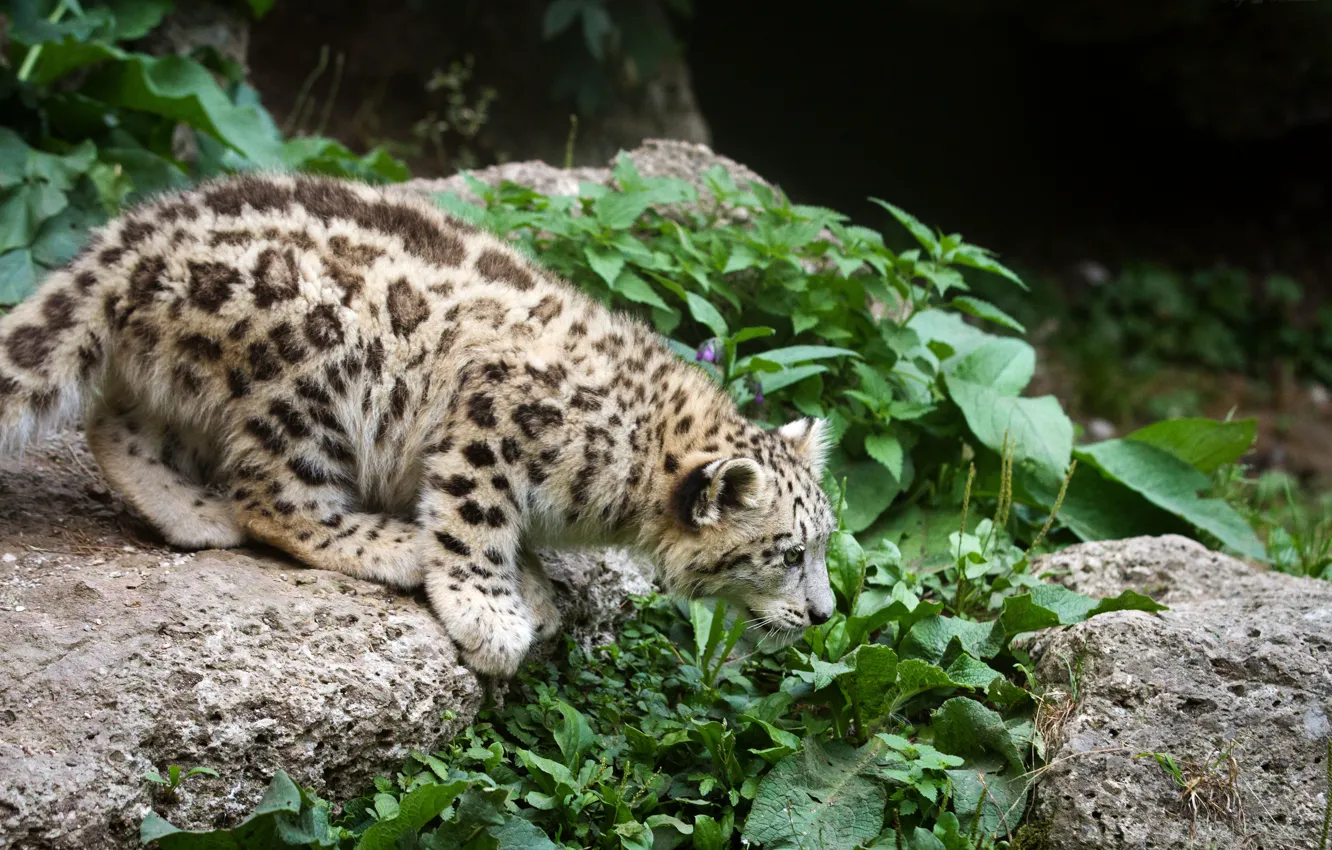 Photo wallpaper cat, grass, stones, IRBIS, snow leopard, kitty, jumping