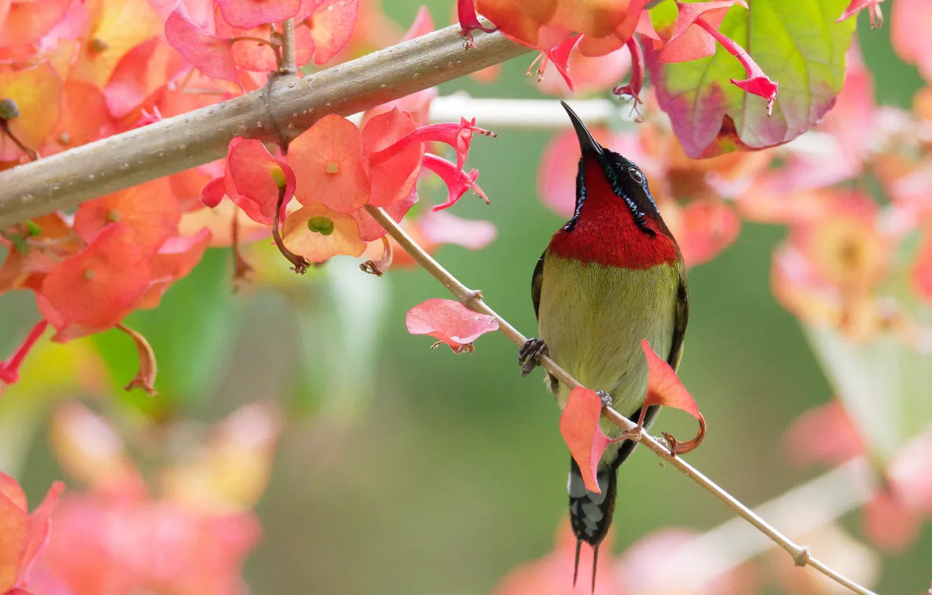 Photo wallpaper flowers, bird, beak, baby