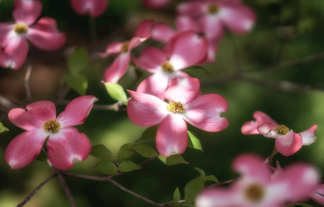 Photo wallpaper flowers, spring, pink, flowering, dogwood
