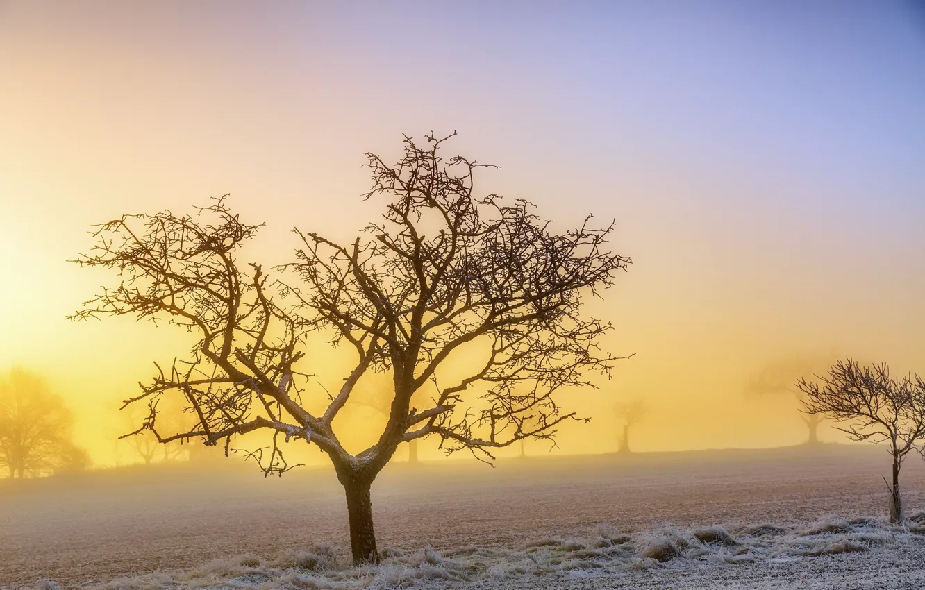 Photo wallpaper frost, fog, tree, morning