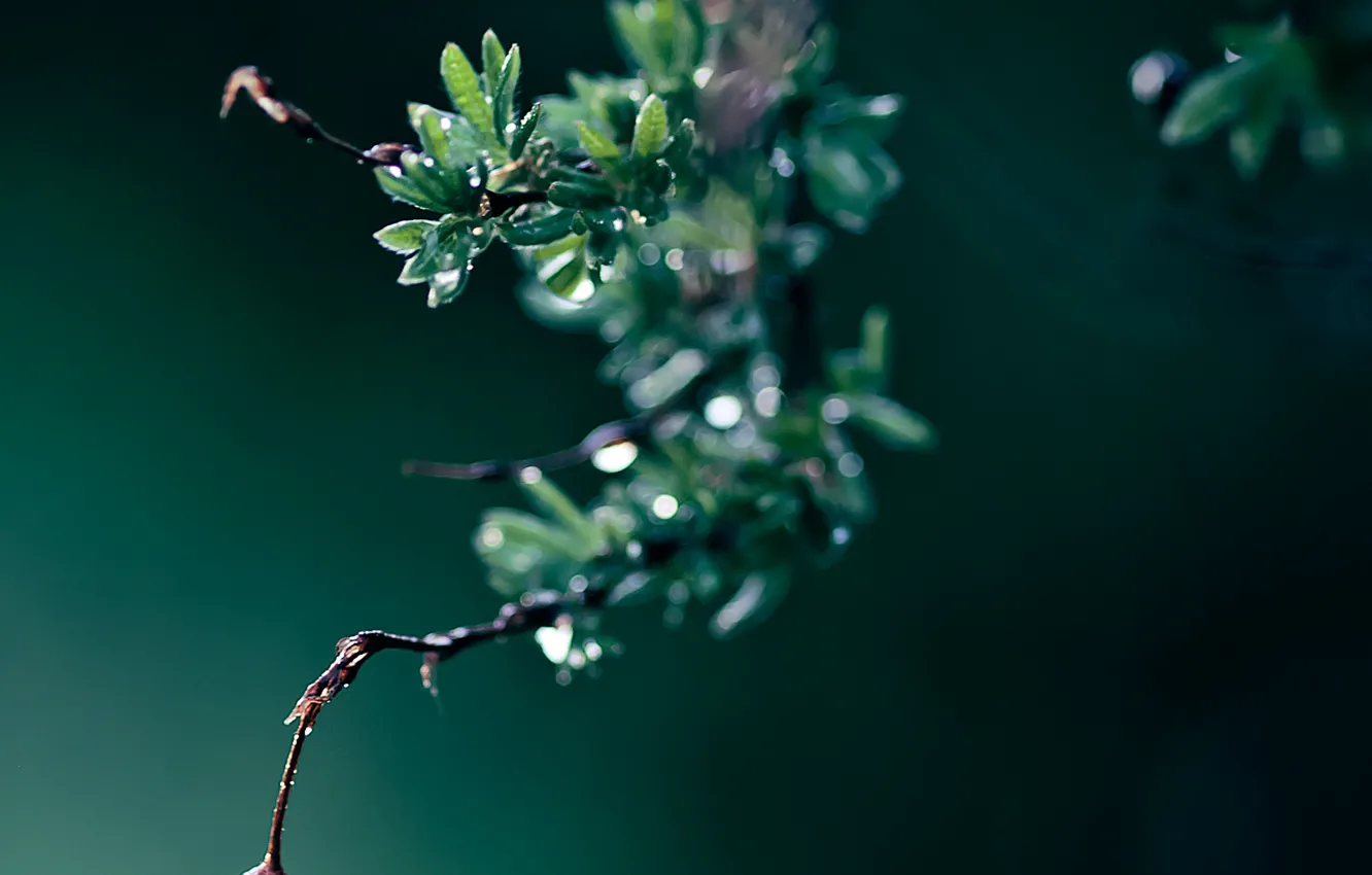 Photo wallpaper greens, leaves, macro, drop, branch