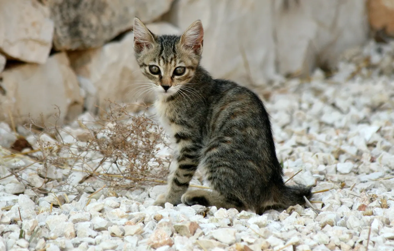 Photo wallpaper cat, cat, stones, kitty, grey, striped, cat